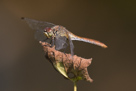 Sympetrum sanguineum